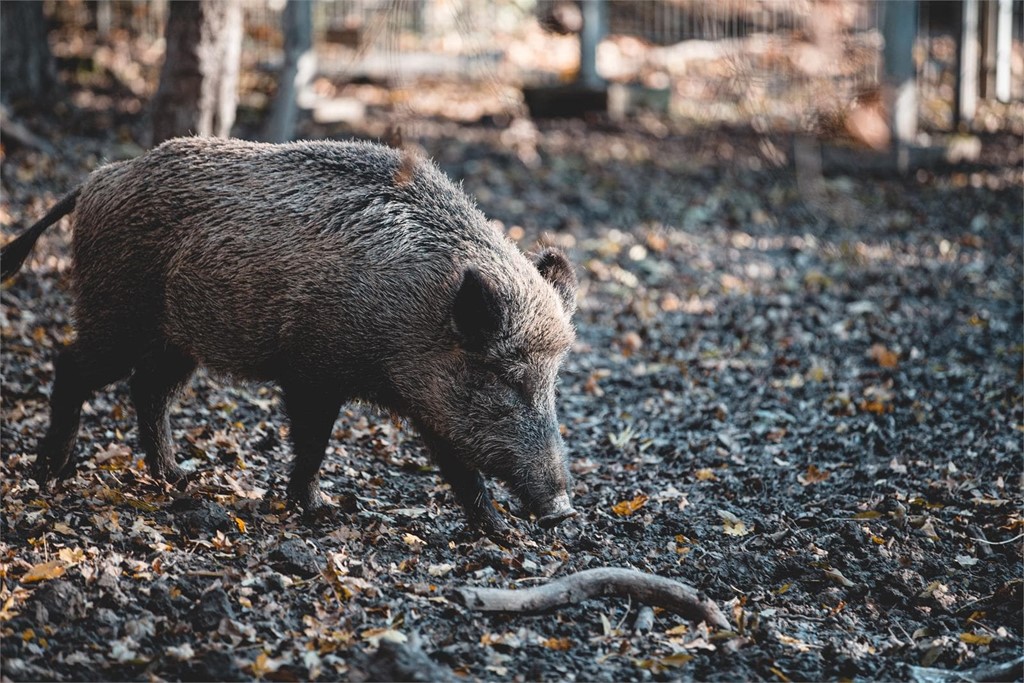 He atropellado un jabalí, ¿es animal cinegético?