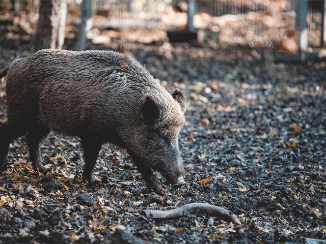 He atropellado un jabalí, ¿es animal cinegético?